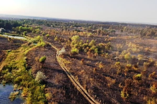 Ліс бельбес Павлоград.