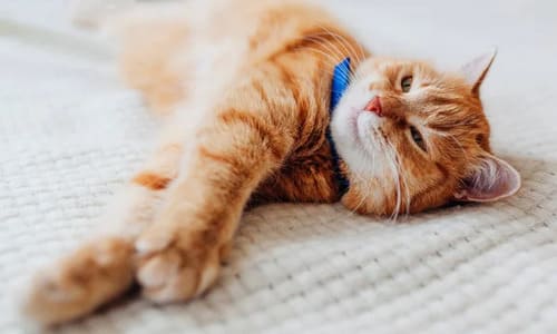 Нужен ли вашему коту ошейник от блох